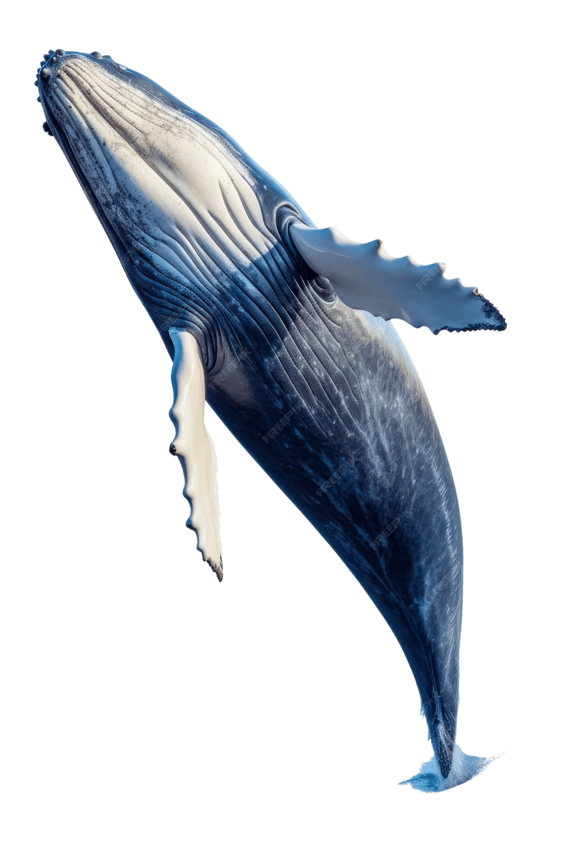 Whale background